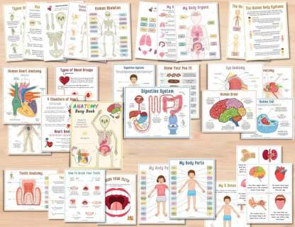 🔥Last Day 49% OFF- Human Anatomy Busy BookBUY 2 FREE SHIPPING
