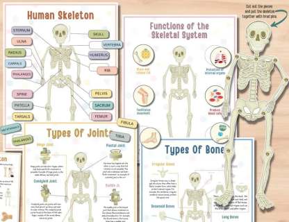 🔥Last Day 49% OFF- Human Anatomy Busy BookBUY 2 FREE SHIPPING