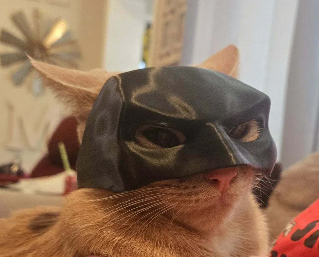 🦇3D Printed Bat Cat Mask