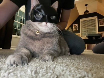 🦇3D Printed Bat Cat Mask