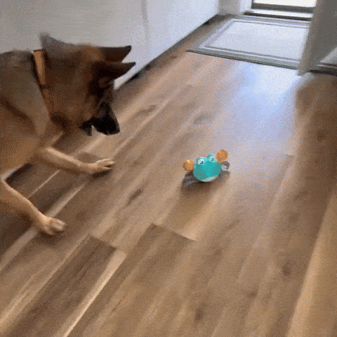 Crawling Crab™ Automatic Dog Toy – Ballistic Armor Co Pro