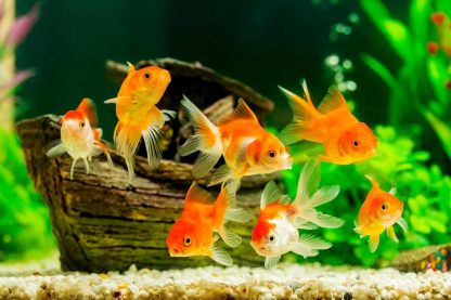 Danner Manufacturing, Inc., Magnetic Drive Water Pumps for Aquarium