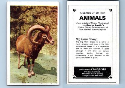 Big Horn Sheep #1 Animals 1972 Trucards