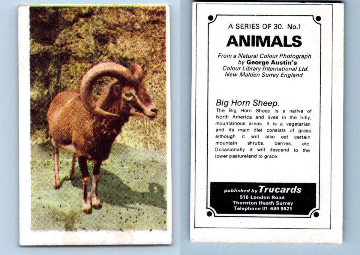 Big Horn Sheep #1 Animals 1972 Trucards