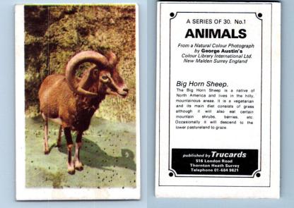 Big Horn Sheep #1 Animals 1972 Trucards