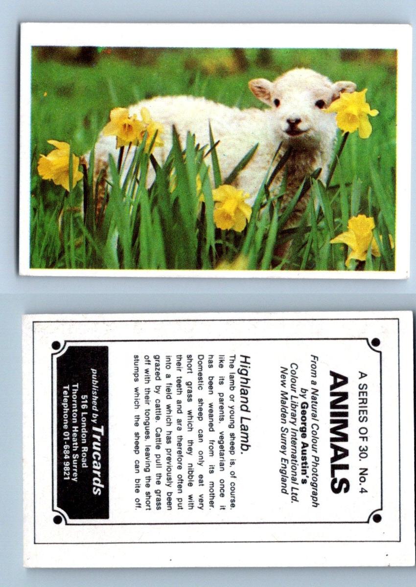 Highland Lamb #4 Animals 1972 Trucards