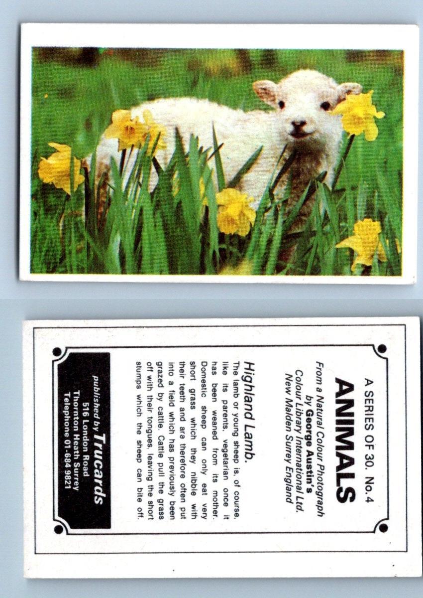 Highland Lamb #4 Animals 1972 Trucards