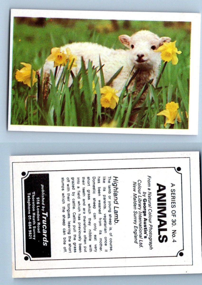 Highland Lamb #4 Animals 1972 Trucards
