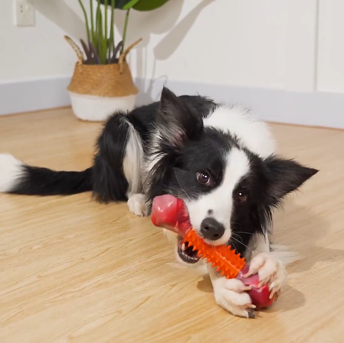 🐾 Got a Medium to Large Aggressive Chewer at Home?-Apasiri