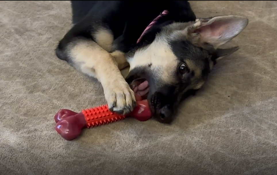 Why Do Dogs Chew Everything?-Apasiri