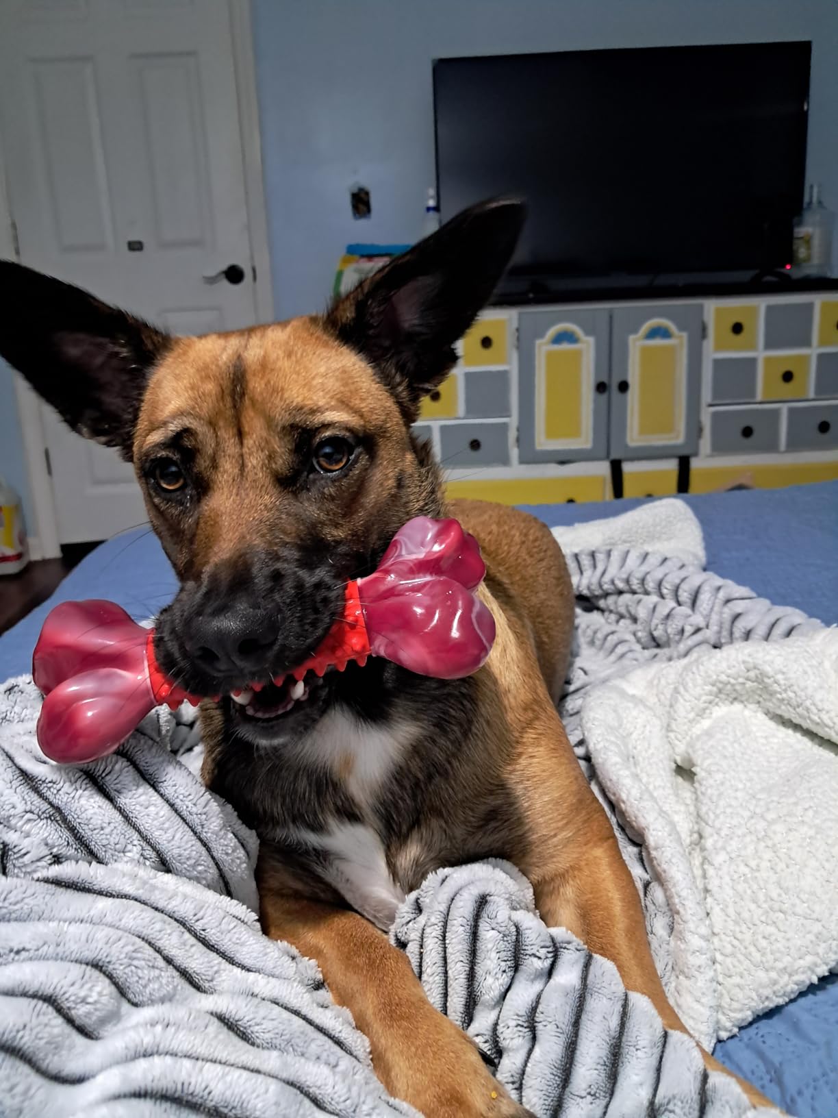 🐕 The Science Behind Why Dogs Chew-Apasiri