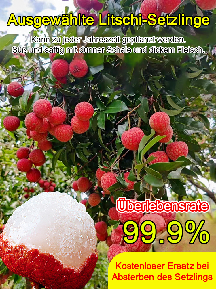 Premium Zwerg-Litschi-Baum | Ernte im 1. Jahr | Selbstbestäubend | Winterhart | Für Balkon und Garten 🌳🍒