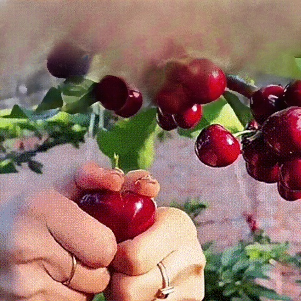 【✨️Begrenzter Zeitraum Sonderpreis】Graines de cerises importées du Chili