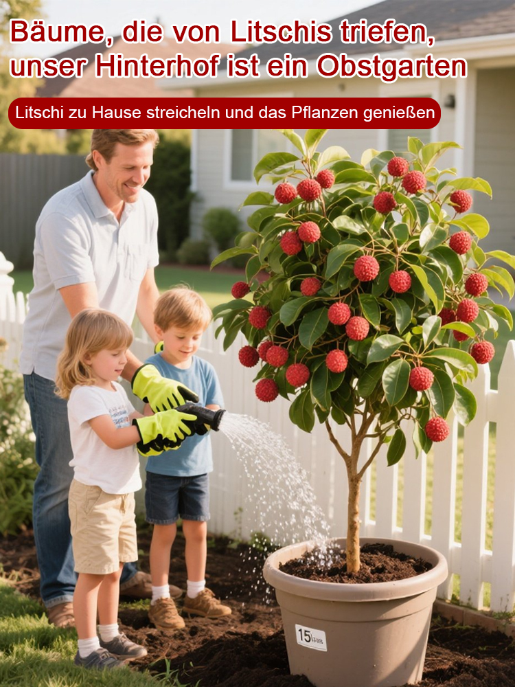 Premium Zwerg-Litschi-Baum | Ernte im 1. Jahr | Selbstbestäubend | Winterhart | Für Balkon und Garten 🌳🍒