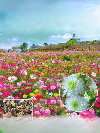 【✨️Werden lebendig, wenn sie der Erde ausgesetzt sind】 Blumensamen, die zu jeder Jahreszeit blühen