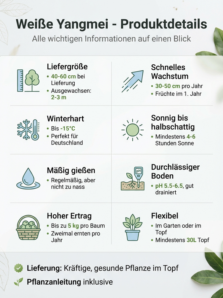 Seltene Kristall-Weiße Myrica | Ernte im 1. Jahr | Winterhart bis -15°C | EU-Pflanzenpass 🍒🌳