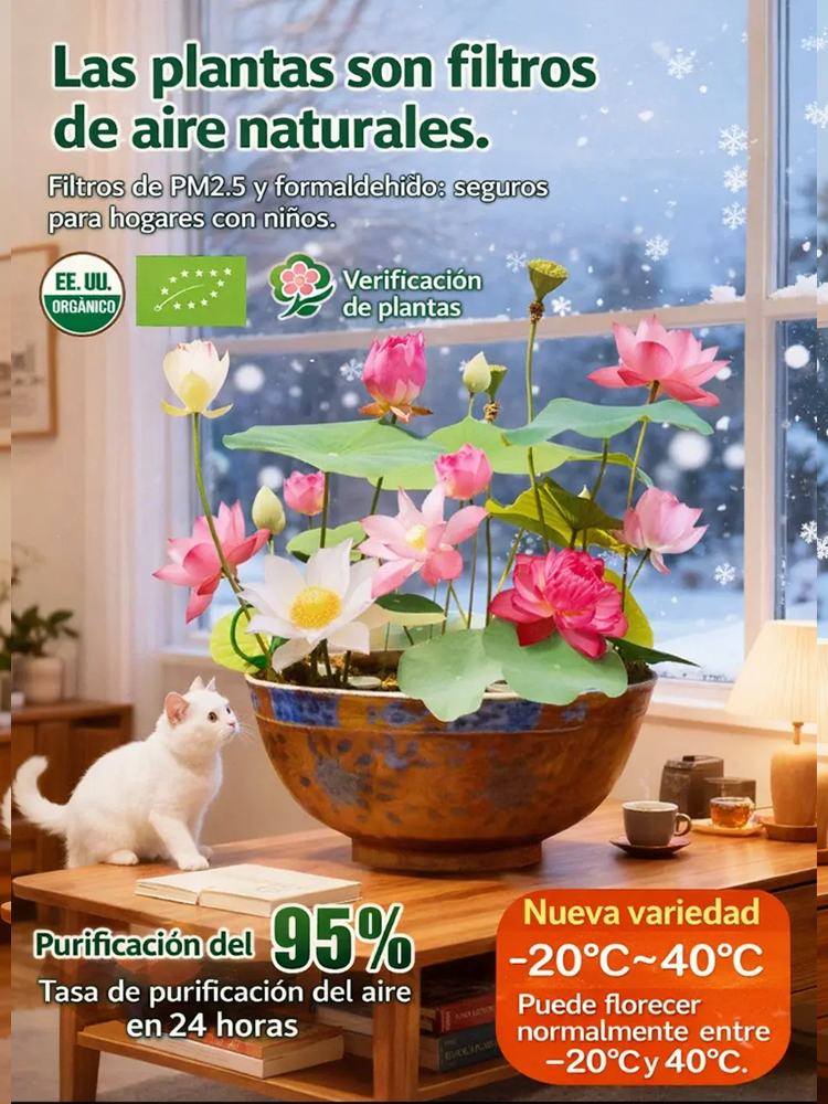 Premium Wasser-Lotosblume | Ohne Erde züchten | Natürlicher Raumduft | 200 Tage Blüte 🌸💦