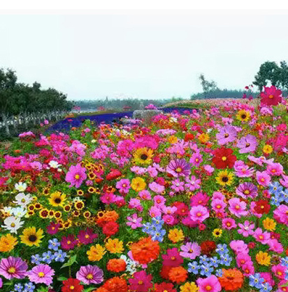 [Werden lebendig, wenn sie der Erde ausgesetzt sind] Blumensamen, die zu jeder Jahreszeit blühen