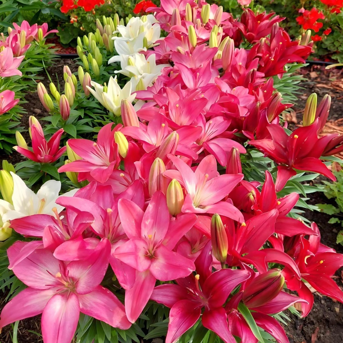 Premium Lilien-Samen | 200 Tage Dauerblüte | Natürlicher Luftreiniger | BIO-Zertifiziert 🌸🌿