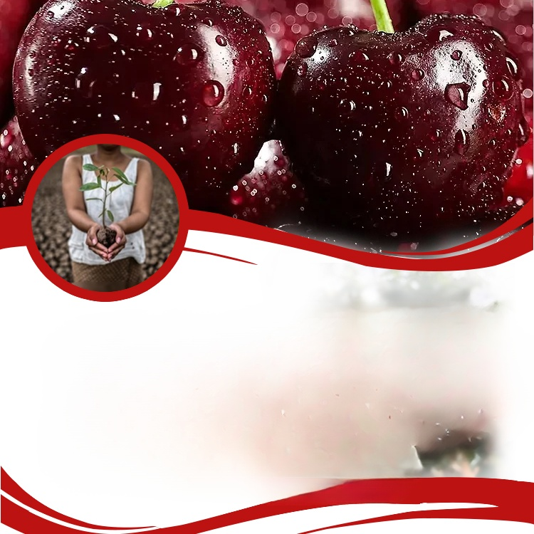 【✨️Begrenzter Zeitraum Sonderpreis】Graines de cerises importées du Chili