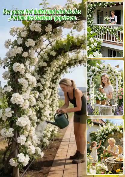 Premium Jasmin-Samen | 200 Tage Blüte | Natürlicher Luftreiniger | BIO-Zertifiziert 🌸🌿