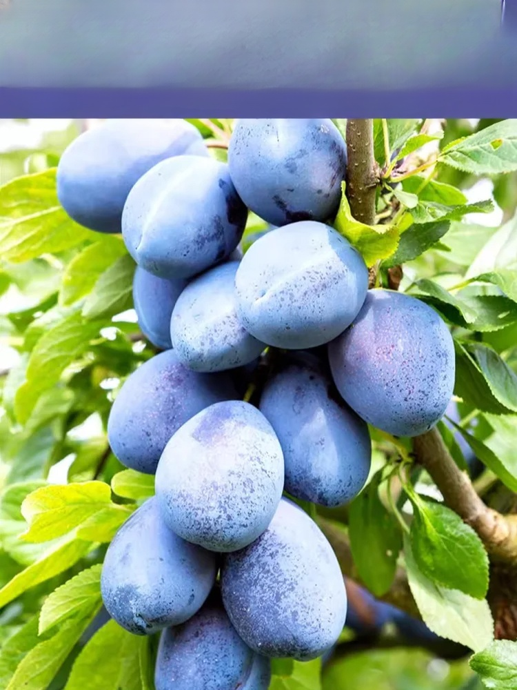 【✨️Fördert die Verdauung und reduziert Bauchfett】Blue Honey Goddess Prune Seeds