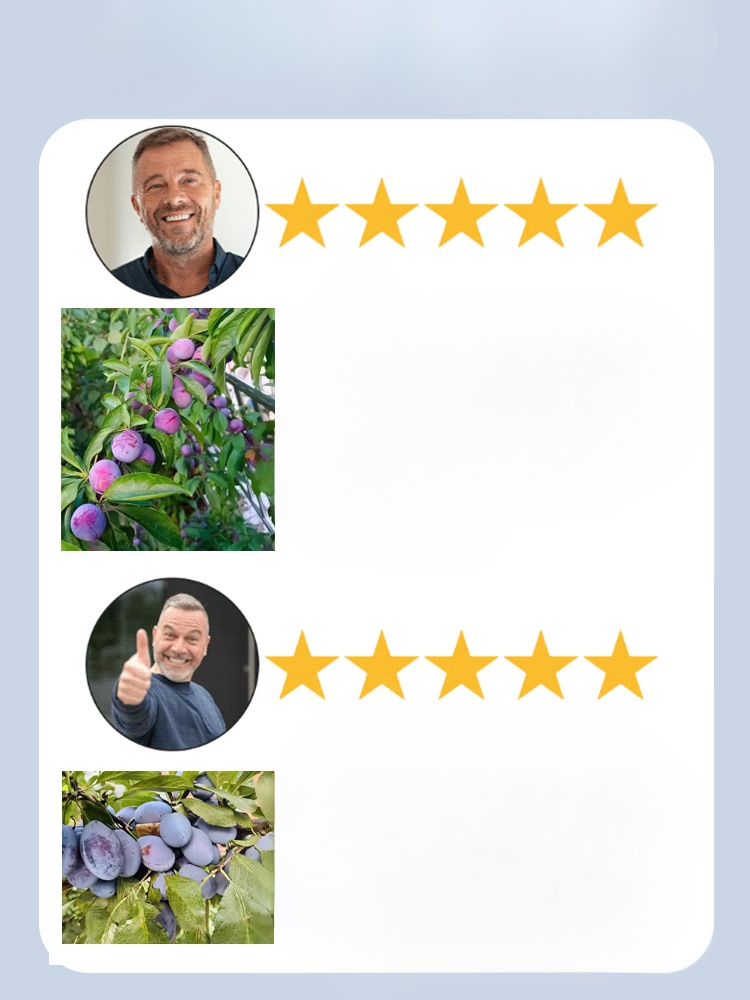 【✨️Fördert die Verdauung und reduziert Bauchfett】Blue Honey Goddess Prune Seeds