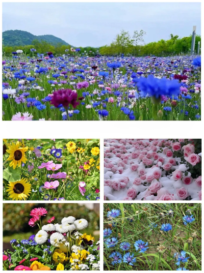 【✨️Werden lebendig, wenn sie der Erde ausgesetzt sind】 Blumensamen, die zu jeder Jahreszeit blühen