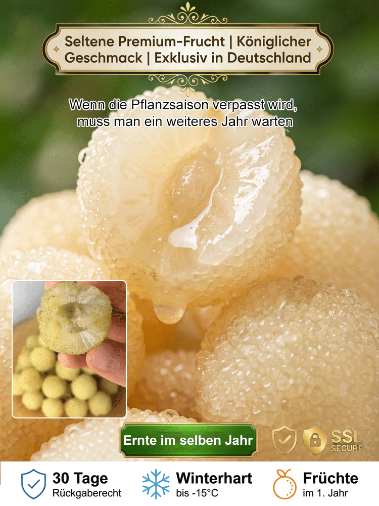 Seltene Kristall-Weiße Myrica | Ernte im 1. Jahr | Winterhart bis -15°C | EU-Pflanzenpass 🍒🌳