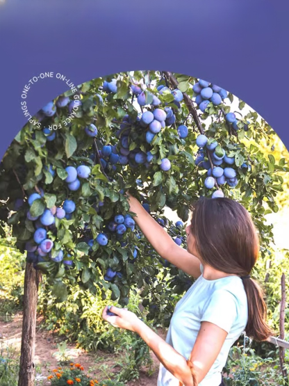 【✨️Fördert die Verdauung und reduziert Bauchfett】Blue Honey Goddess Prune Seeds