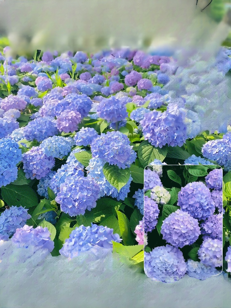 【✨️Begrenzter Zeitraum Sonderpreis】Hortensiensamen blühen das ganze Jahr über.