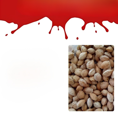 【✨️Begrenzter Zeitraum Sonderpreis】Graines de cerises importées du Chili