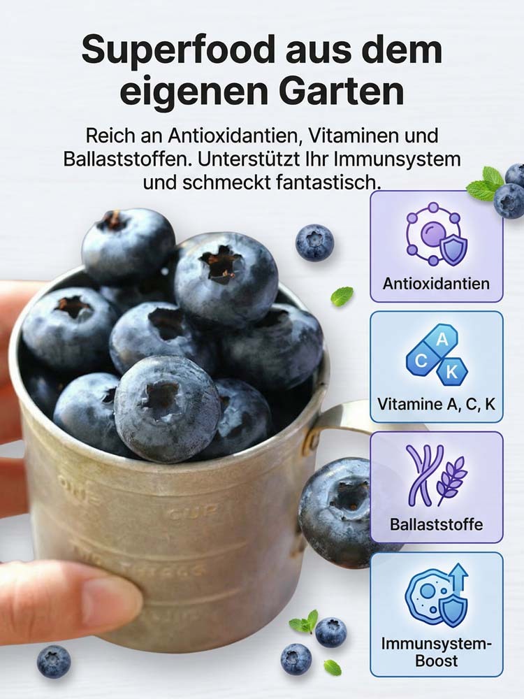 Premium Mosel XXL Blaubeerstrauch | 10kg Ernte | Winterhart bis -30 Grad | Bio Balkonpflanze 🫐🌿