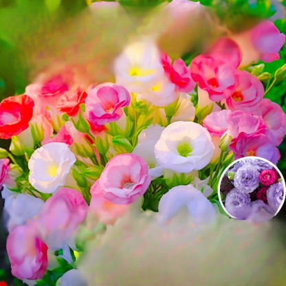 【✨️Begrenzter Zeitraum Sonderpreis】Premium Platycodon grandiflorus Samen