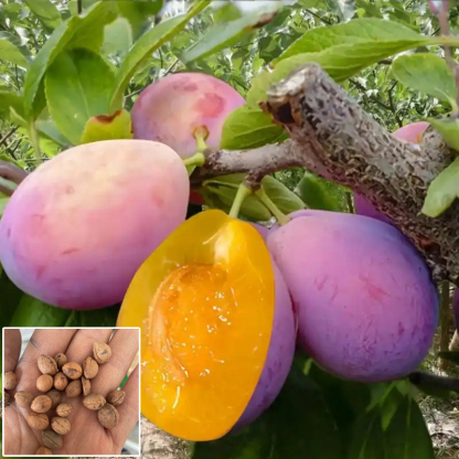 【✨️Fördert die Verdauung und reduziert Bauchfett】Blue Honey Goddess Prune Seeds