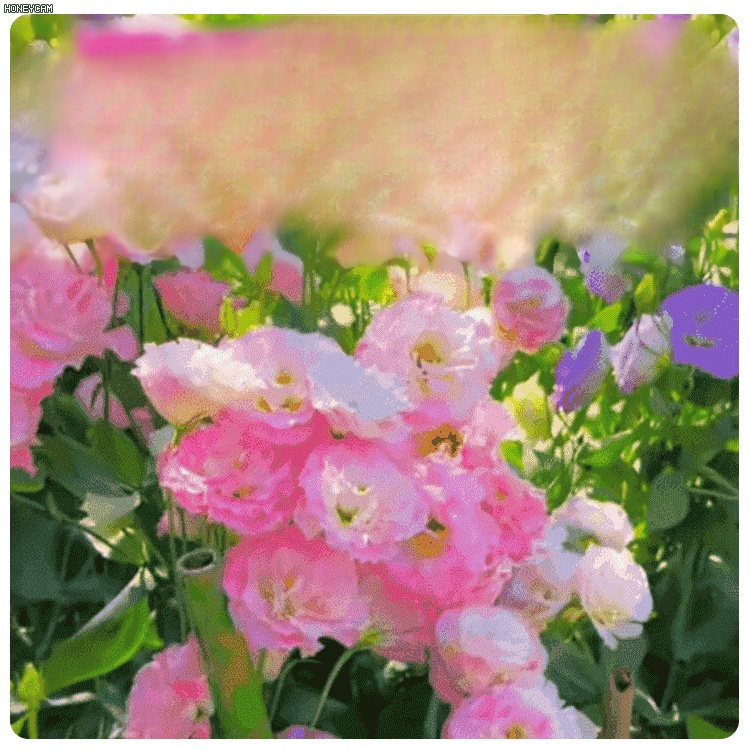 【✨️Begrenzter Zeitraum Sonderpreis】Premium Platycodon grandiflorus Samen