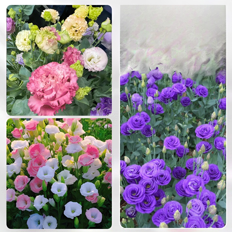 【✨️Begrenzter Zeitraum Sonderpreis】Premium Platycodon grandiflorus Samen