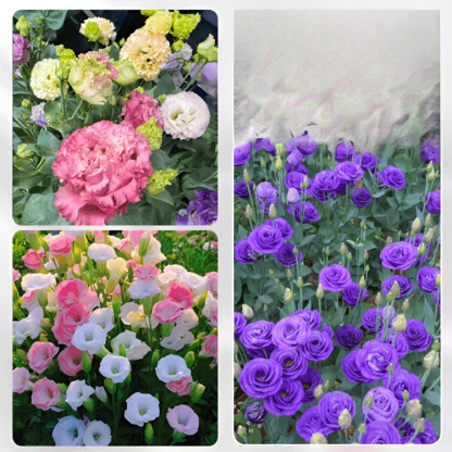 【✨️Begrenzter Zeitraum Sonderpreis】Premium Platycodon grandiflorus Samen
