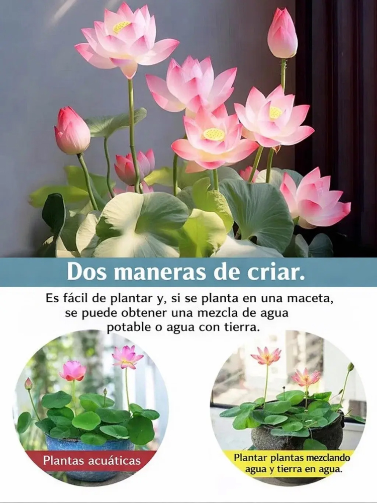 Premium Wasser-Lotosblume | Ohne Erde züchten | Natürlicher Raumduft | 200 Tage Blüte 🌸💦