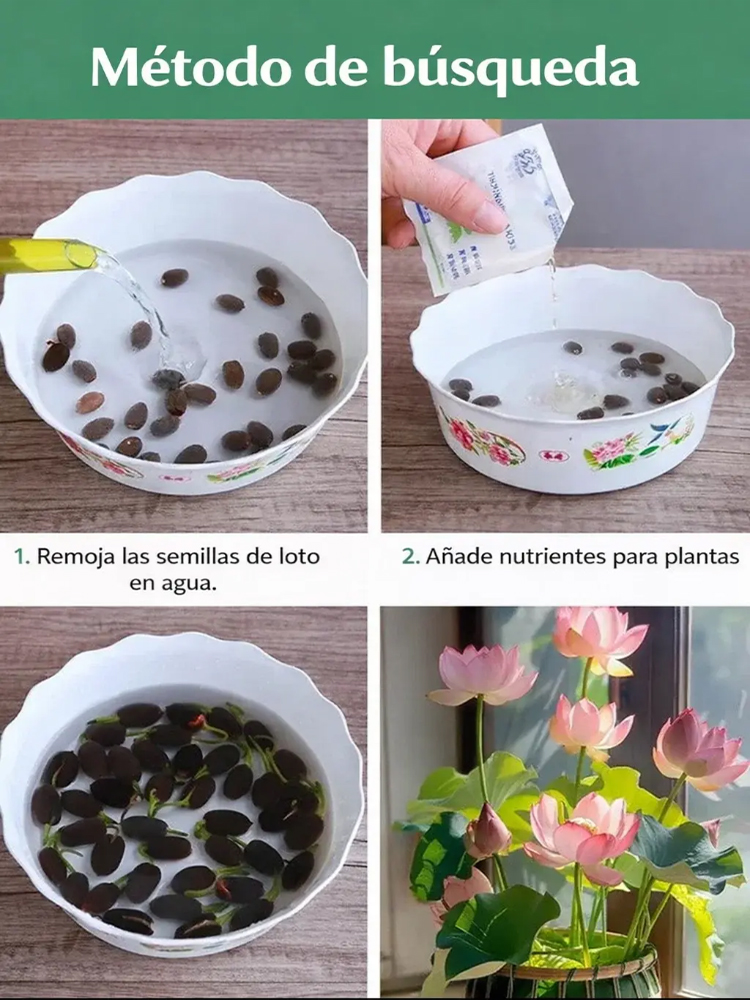 Premium Wasser-Lotosblume | Ohne Erde züchten | Natürlicher Raumduft | 200 Tage Blüte 🌸💦