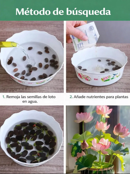 Premium Wasser-Lotosblume | Ohne Erde züchten | Natürlicher Raumduft | 200 Tage Blüte 🌸💦