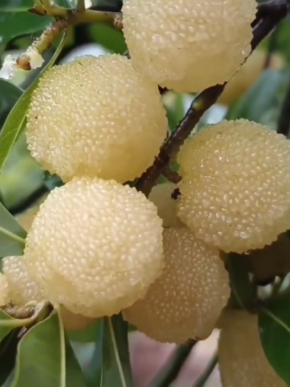 Seltene Kristall-Weiße Myrica | Ernte im 1. Jahr | Winterhart bis -15°C | EU-Pflanzenpass 🍒🌳