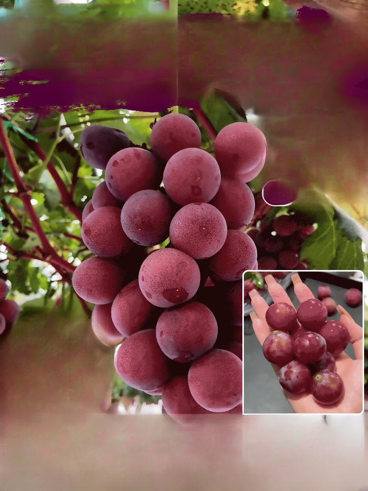 【✨️Begrenzter Zeitraum Sonderpreis】Queen Nina-Trauben mit natürlichem Weinaroma