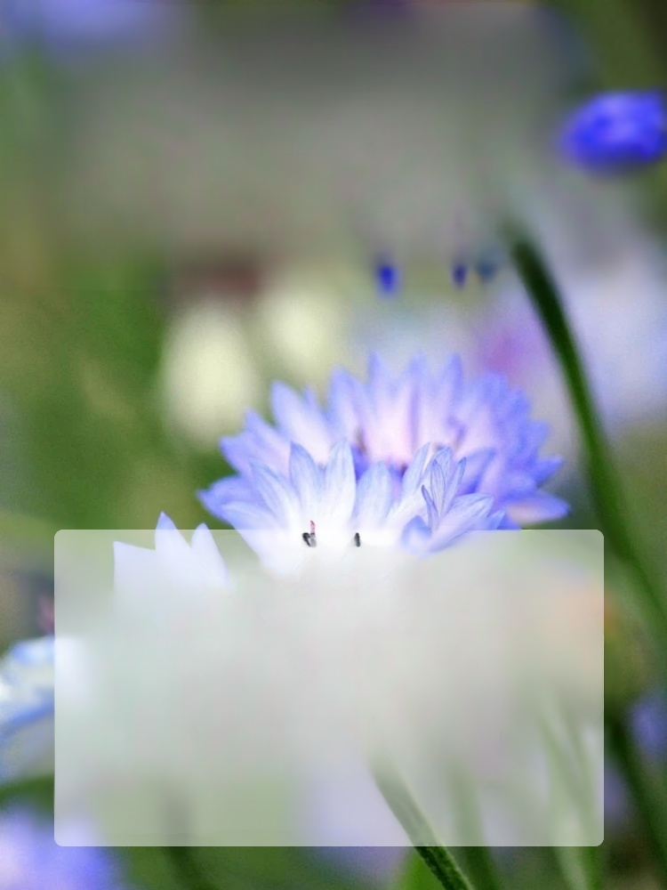 【✨️Werden lebendig, wenn sie der Erde ausgesetzt sind】 Blumensamen, die zu jeder Jahreszeit blühen