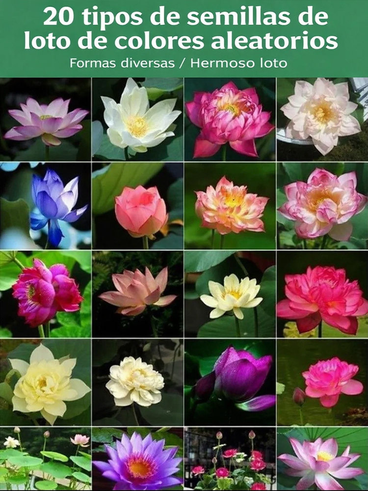 Premium Wasser-Lotosblume | Ohne Erde züchten | Natürlicher Raumduft | 200 Tage Blüte 🌸💦