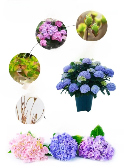 【✨️Begrenzter Zeitraum Sonderpreis】Hortensiensamen blühen das ganze Jahr über.