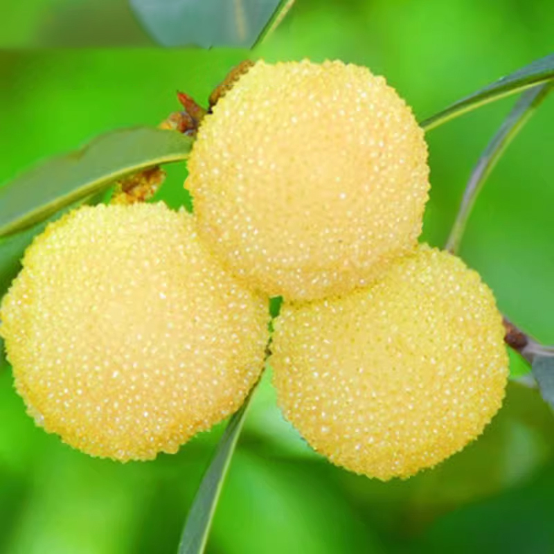 Seltene Kristall-Weiße Myrica | Ernte im 1. Jahr | Winterhart bis -15°C | EU-Pflanzenpass 🍒🌳