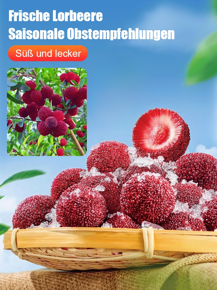 【✨️Begrenzter Zeitraum Sonderpreis】Pflanzen von Dongkui-Lorbeersamen in Hausgärten