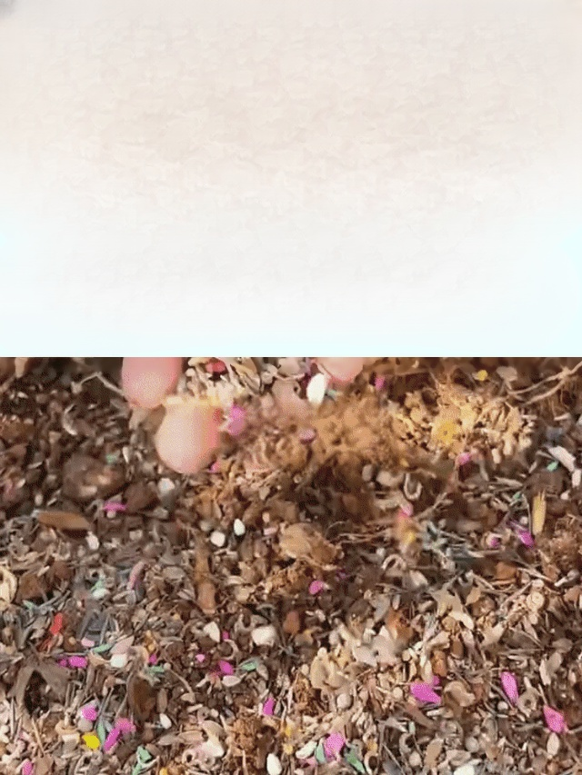 【✨️Werden lebendig, wenn sie der Erde ausgesetzt sind】 Blumensamen, die zu jeder Jahreszeit blühen