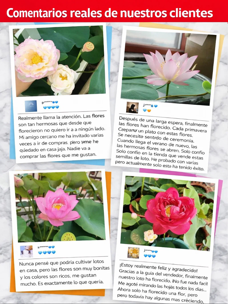 Premium Wasser-Lotosblume | Ohne Erde züchten | Natürlicher Raumduft | 200 Tage Blüte 🌸💦